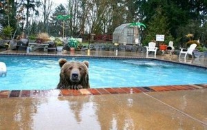 Baer im pool