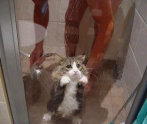 Suesse katze unter dusche