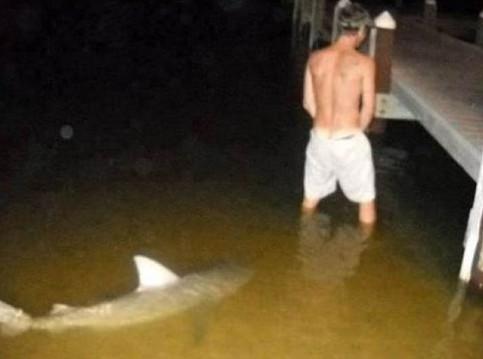 Haifisch und pinkelnder mann