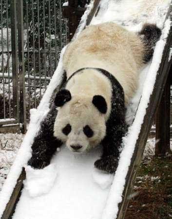 Panda rutscht