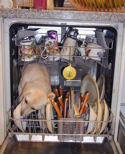 Spuelmaschinen hund