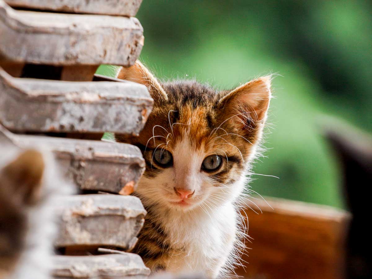 Baby katze 