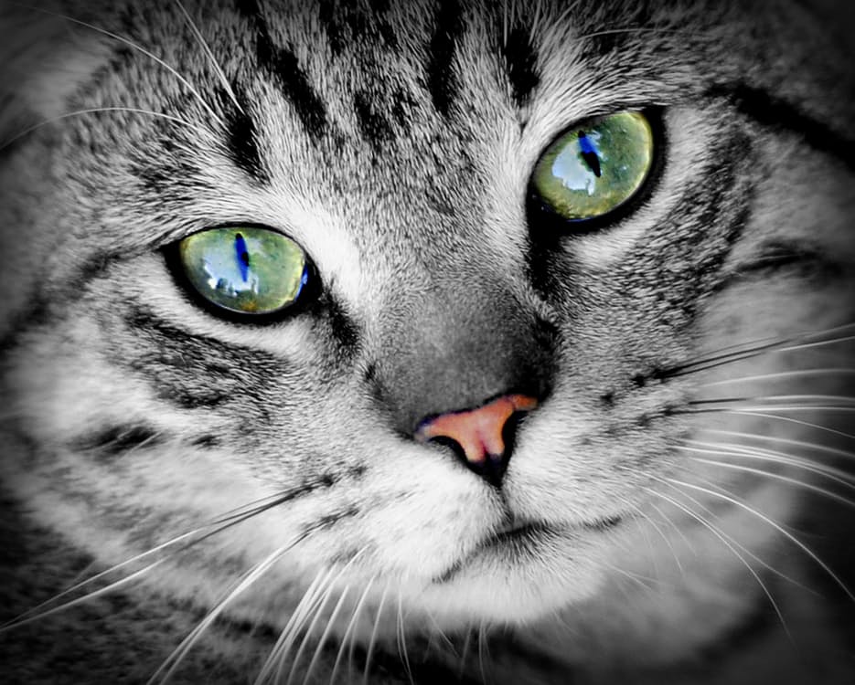 Cat animal animal portrait pet
