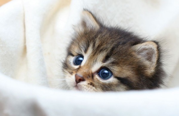 Getigerte katze baby decke