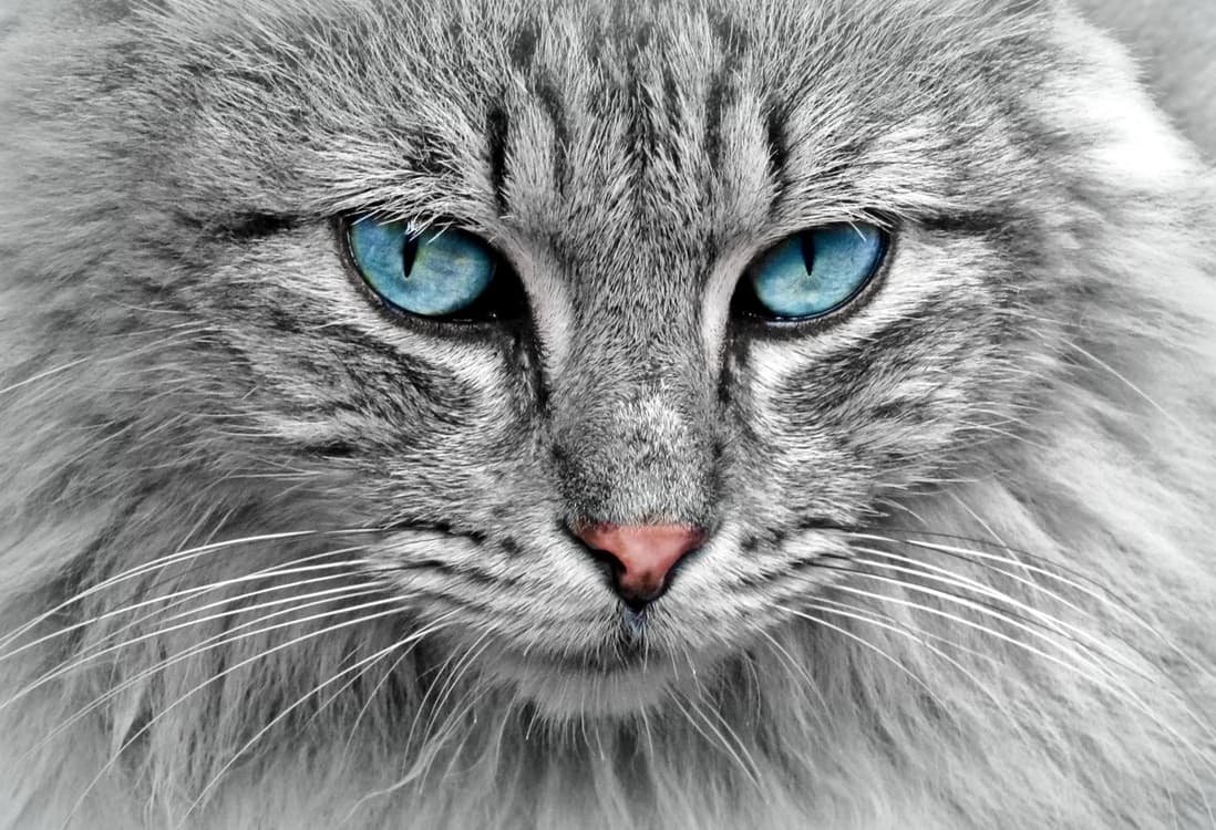 Cat animal cat portrait mackerel