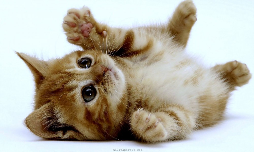Katzenbaby 1000x600