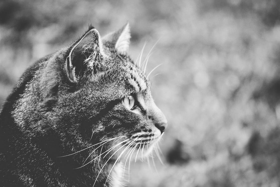 Pexels photo 172420